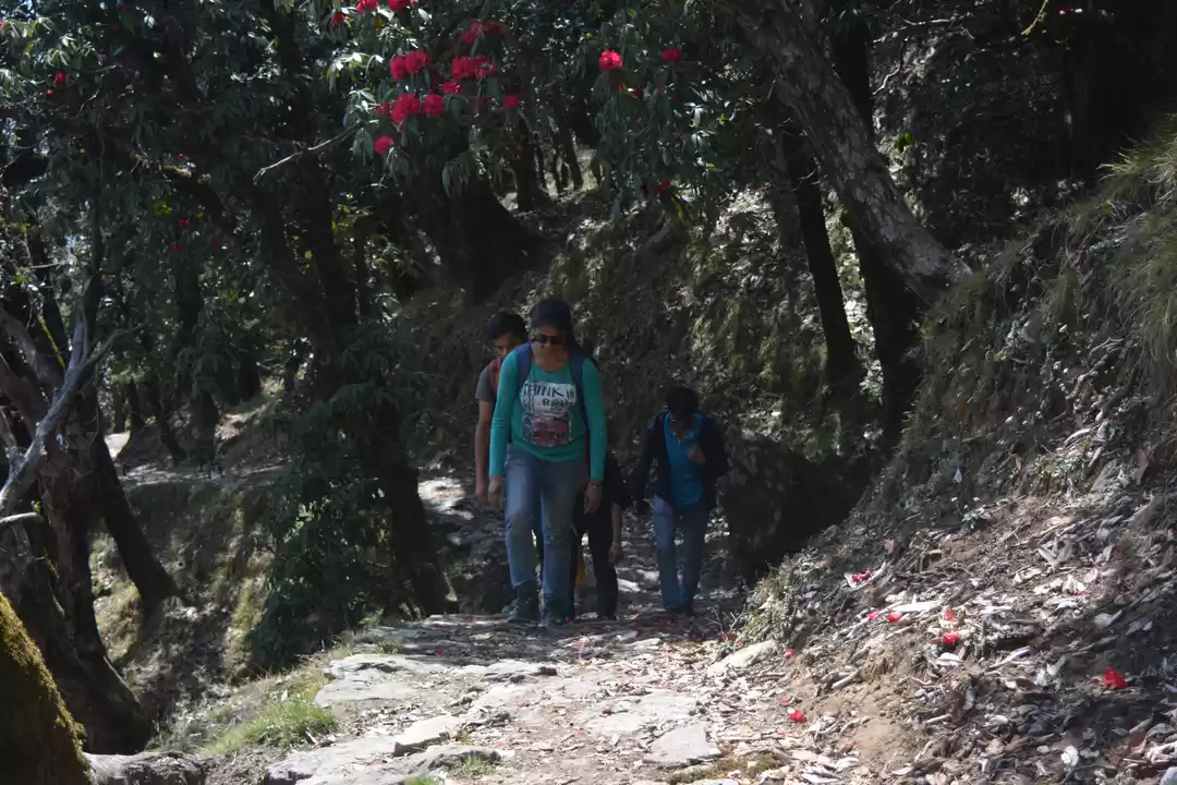 Photo of Churdhar Peak Trek-