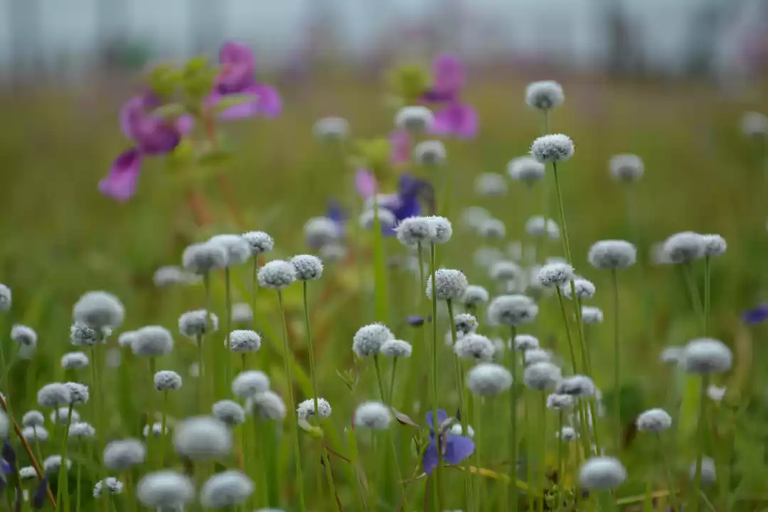 Photo of Mumbai to Kaas Plate