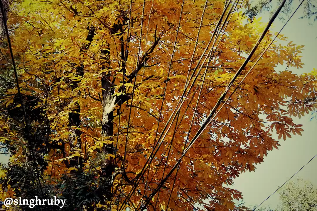 Photo of Basking in Mcleodgan