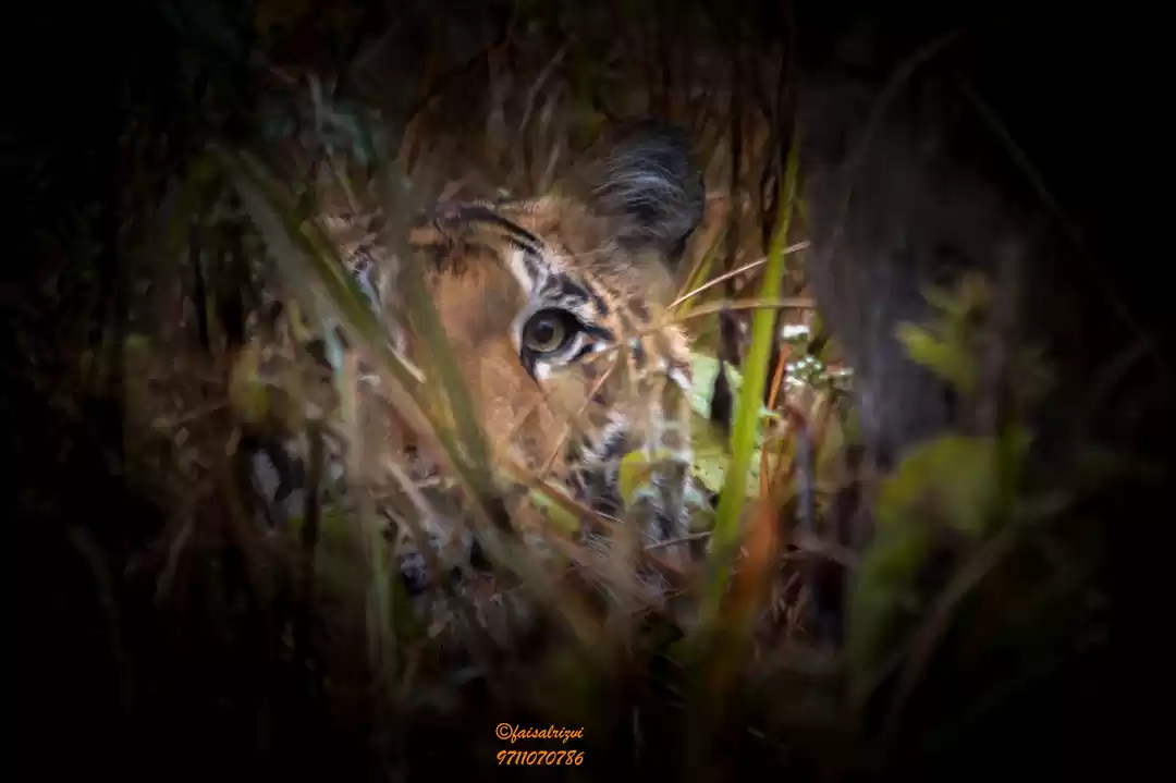 Photo of The Return of Tigres