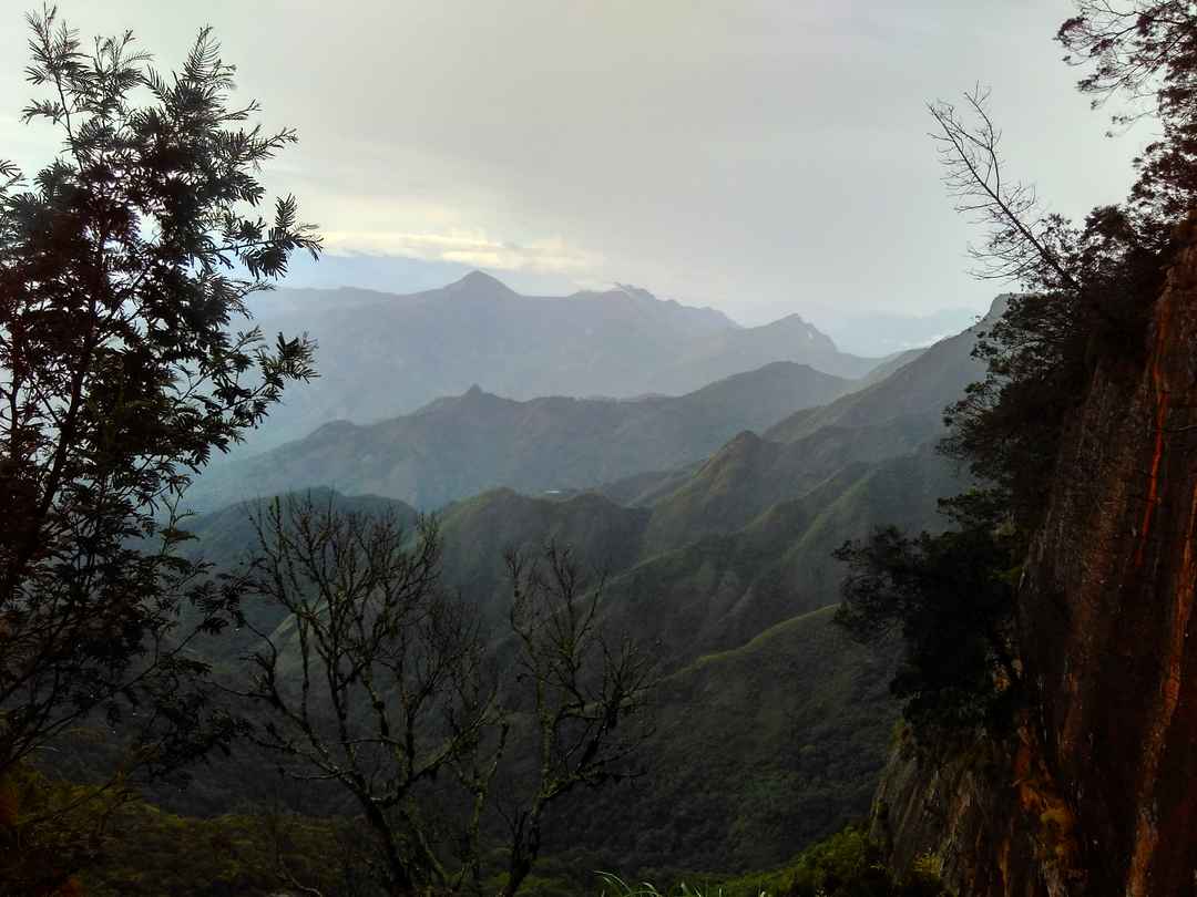 Photo of Kodai- The Gift of the Forest
