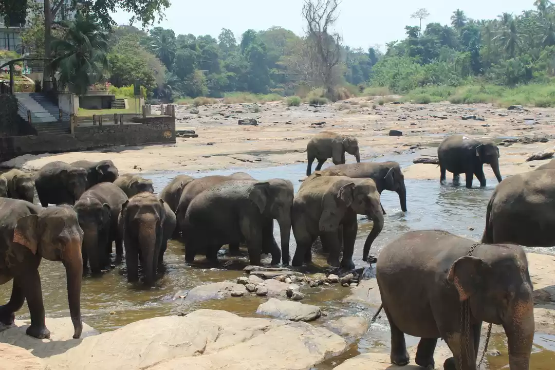 Photo of Srilanka- Nation wit