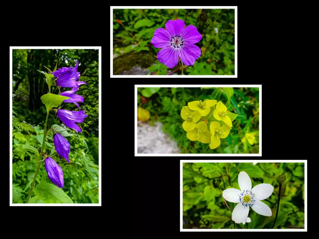 Photo of Valley of Flowers - 