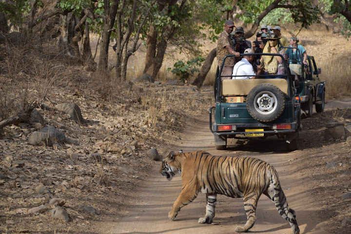 Bori Wildlife Sanctuary – Inside India's Oldest Forest Reserve
