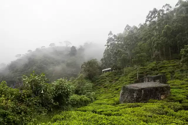 Photo of Nuwara Eliya: Guide 