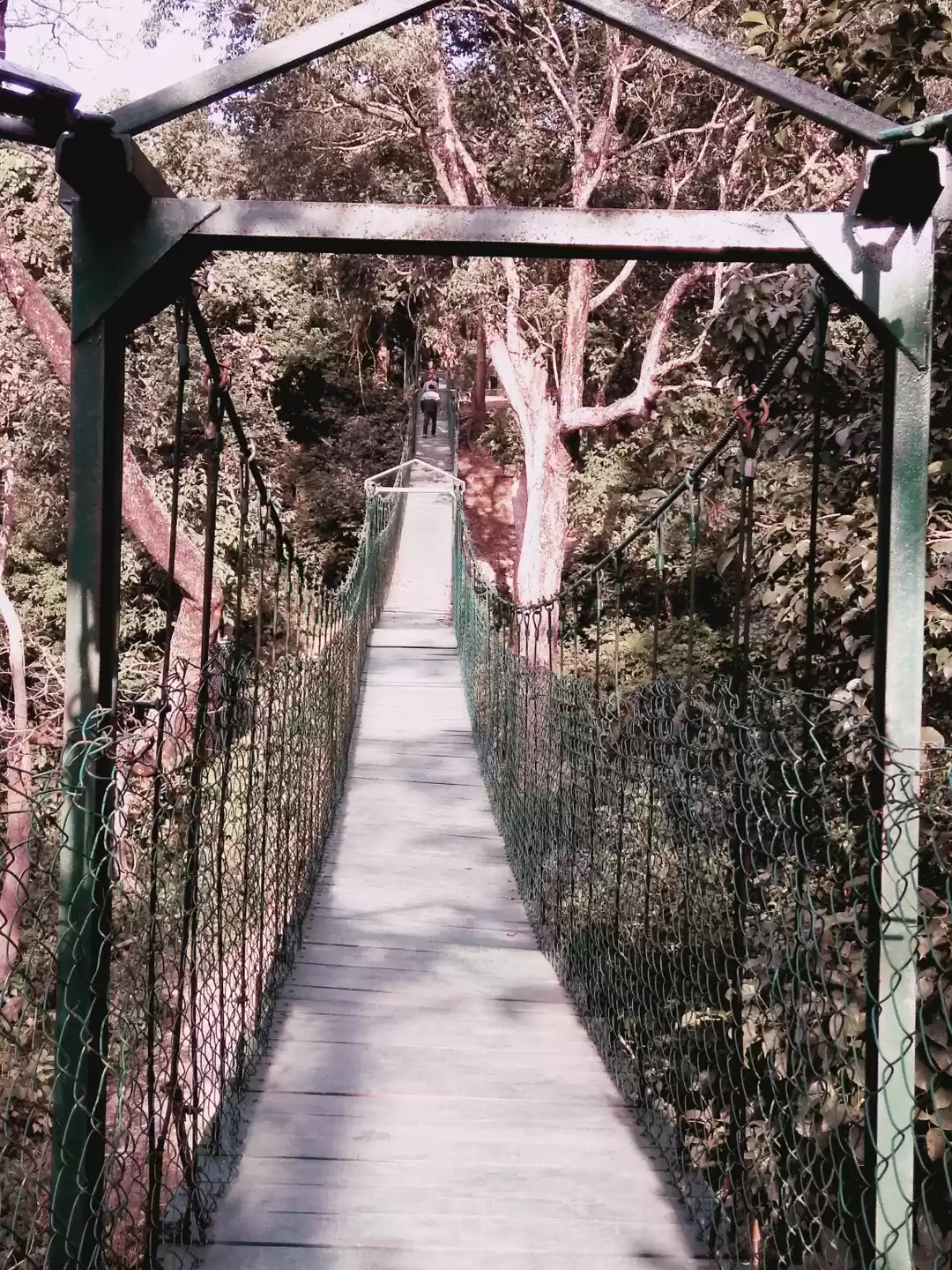 Photo of Valmiki Nagar Tiger 