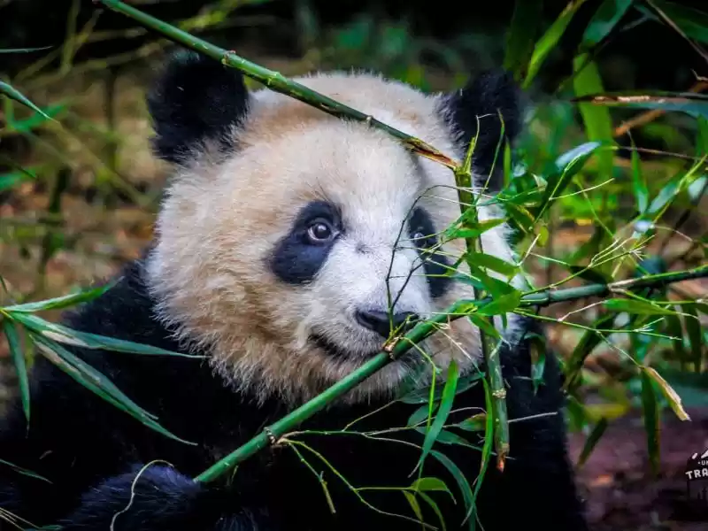 Photo of Chengdu: Home of the