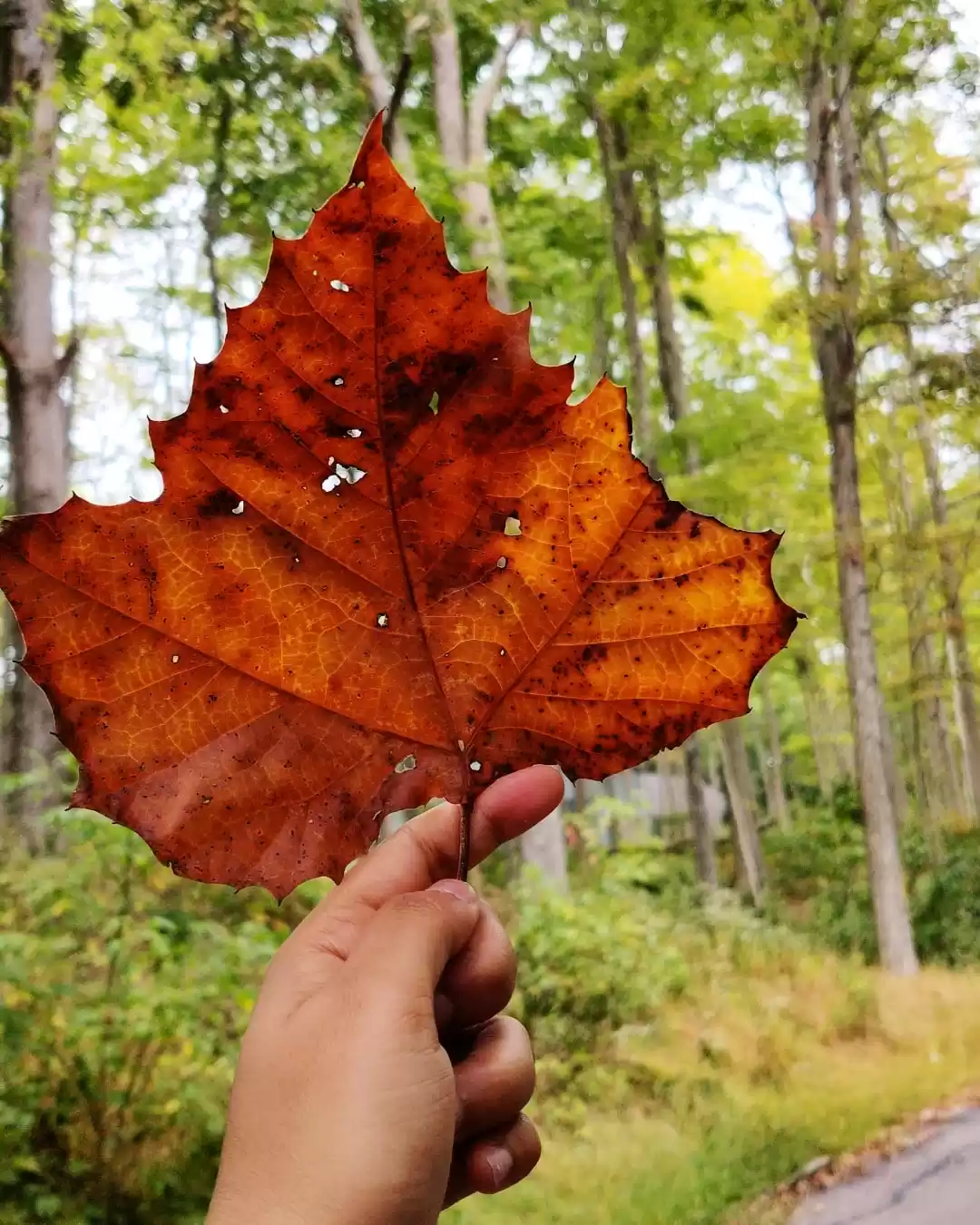 Photo of Fall in the windy ci