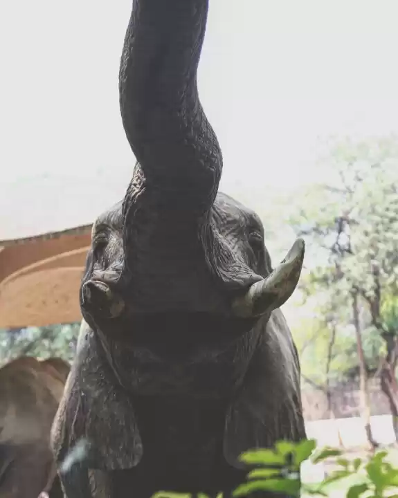 Photo of National zoological 