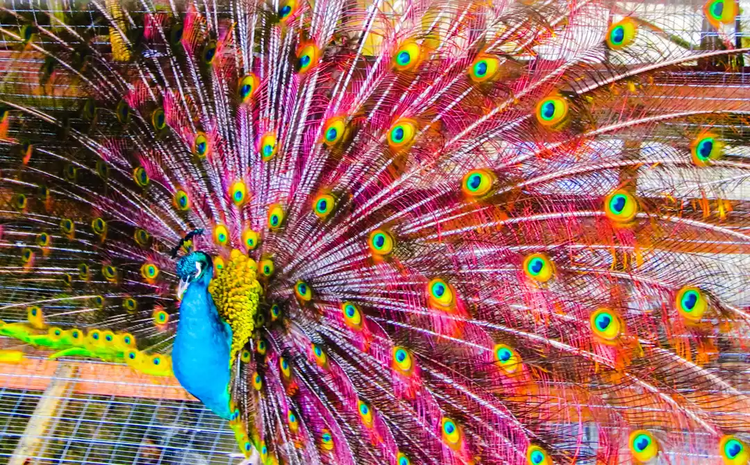 Photo of Cameron Highlands: M