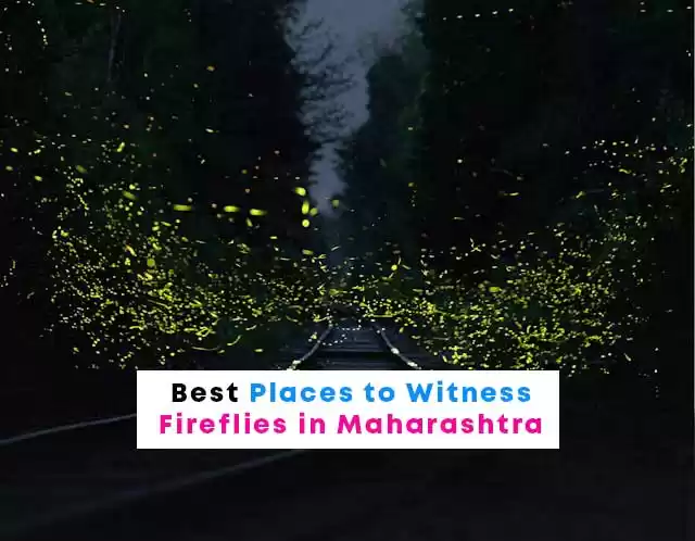 Photo of Discovering the Magi