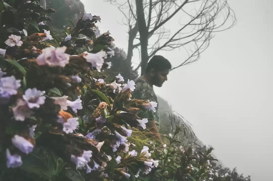 Photo of Kolukkumalai, Munnar