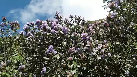 Photo of The Neelakurinji Flo