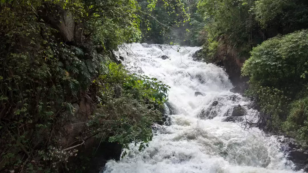 Photo of Thekkady - A tropica