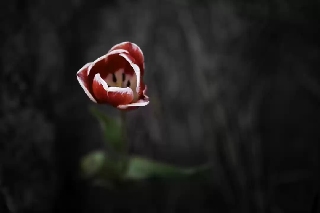 Photo of SPRING IN HOLLAND