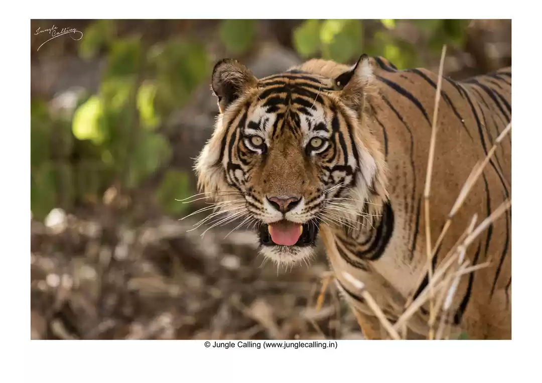 Photo of Royals Of Ranthambho