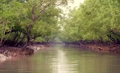Photo of The Sundarbans - A f