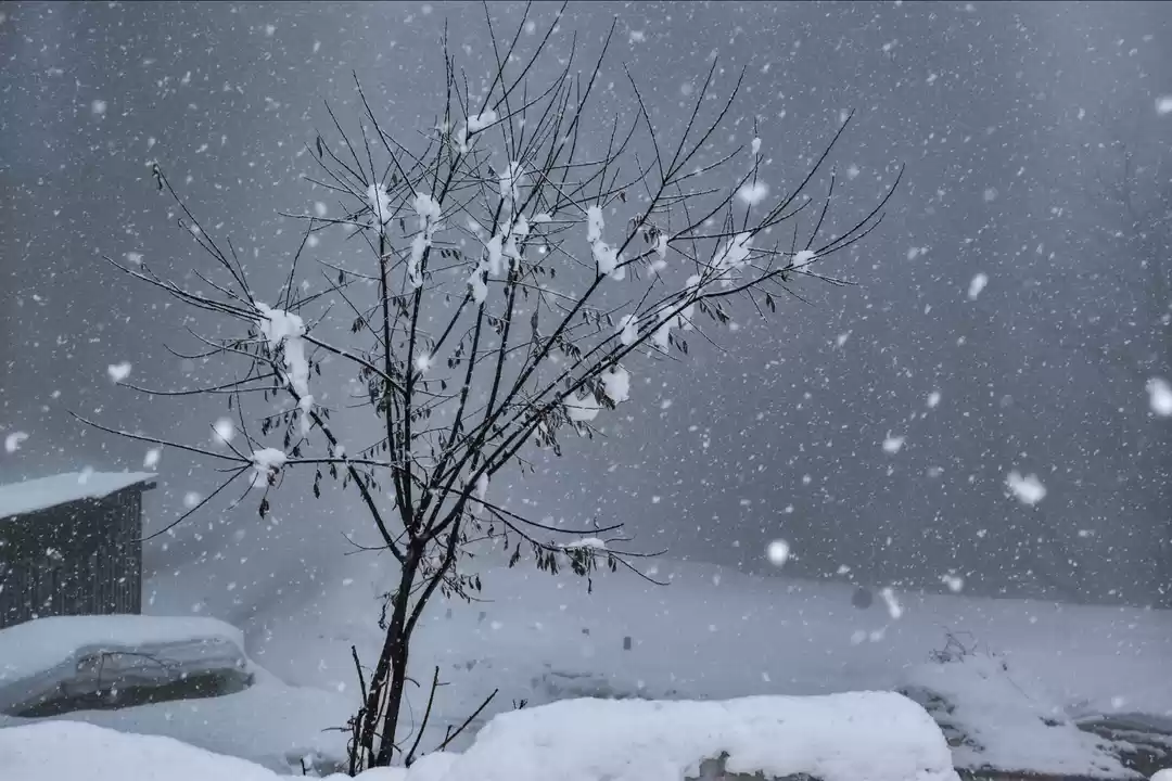 Photo of #snowfall, #himachal