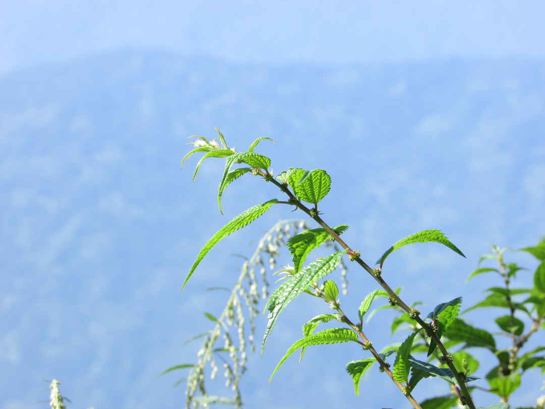 Photo of Darjeeling : The unplanned , the best one..
