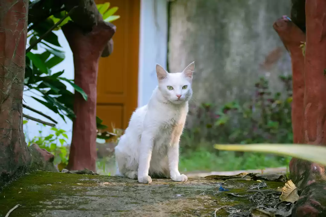 Photo of An evening walk in F
