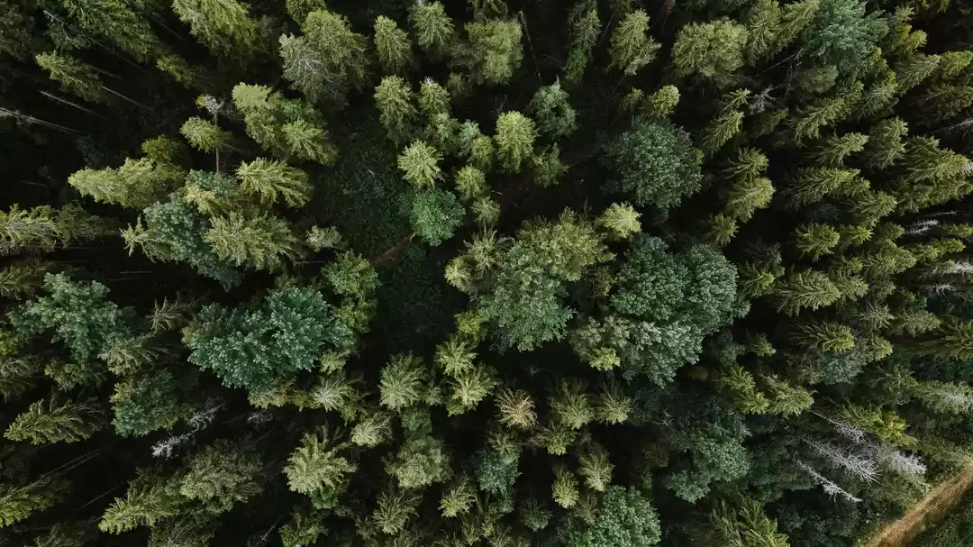 Photo of Amazon Rainforest, B