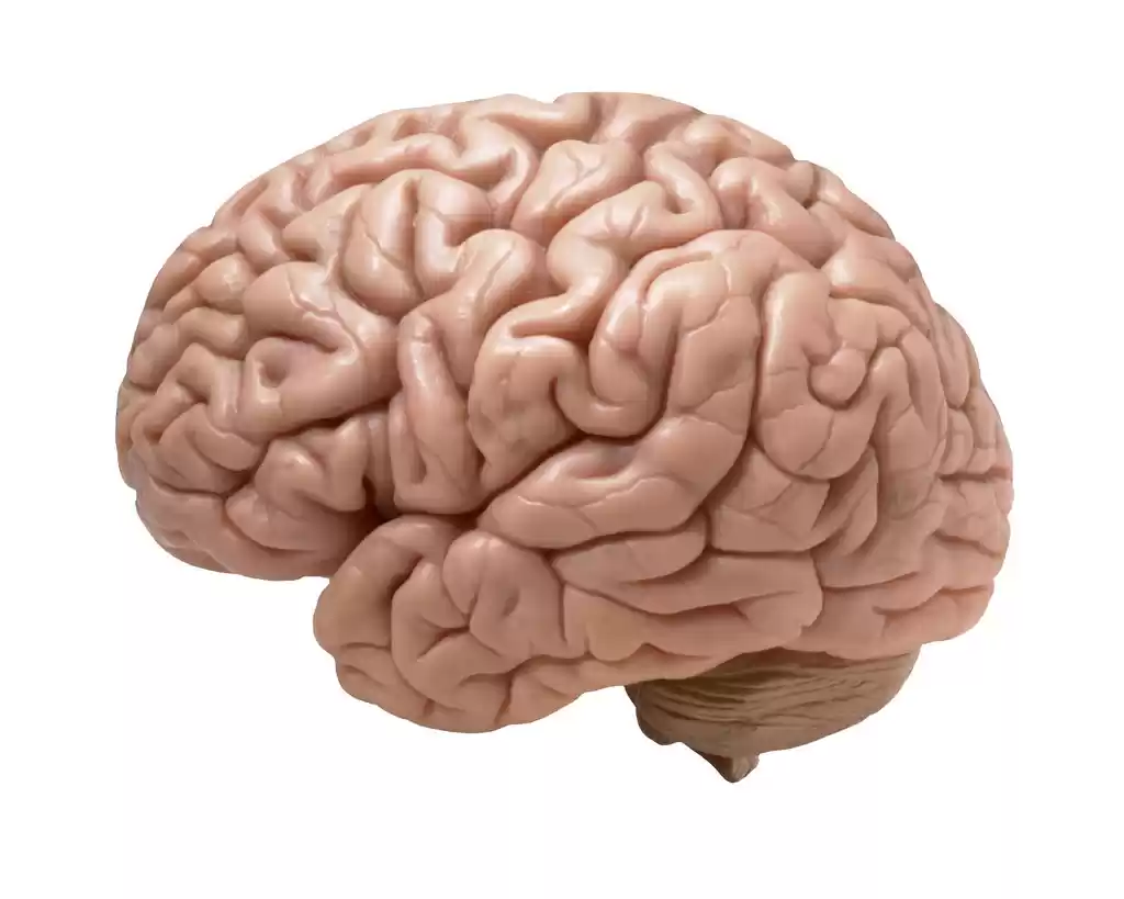 Photo of NIMHANS The Brain Mu