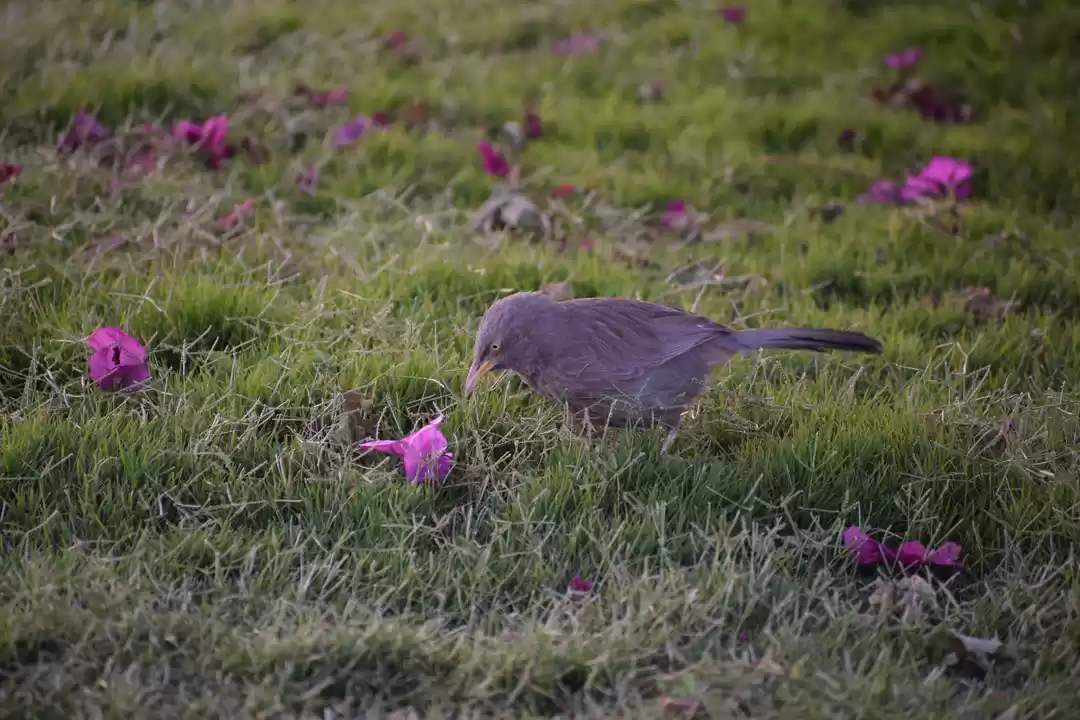 Photo of An incomplete odysse