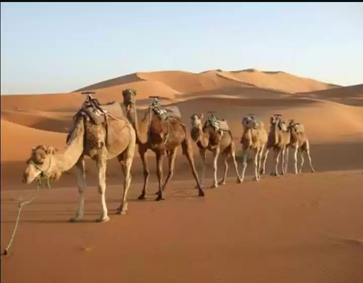 Photo of Jodhpur & Jaisalmer: