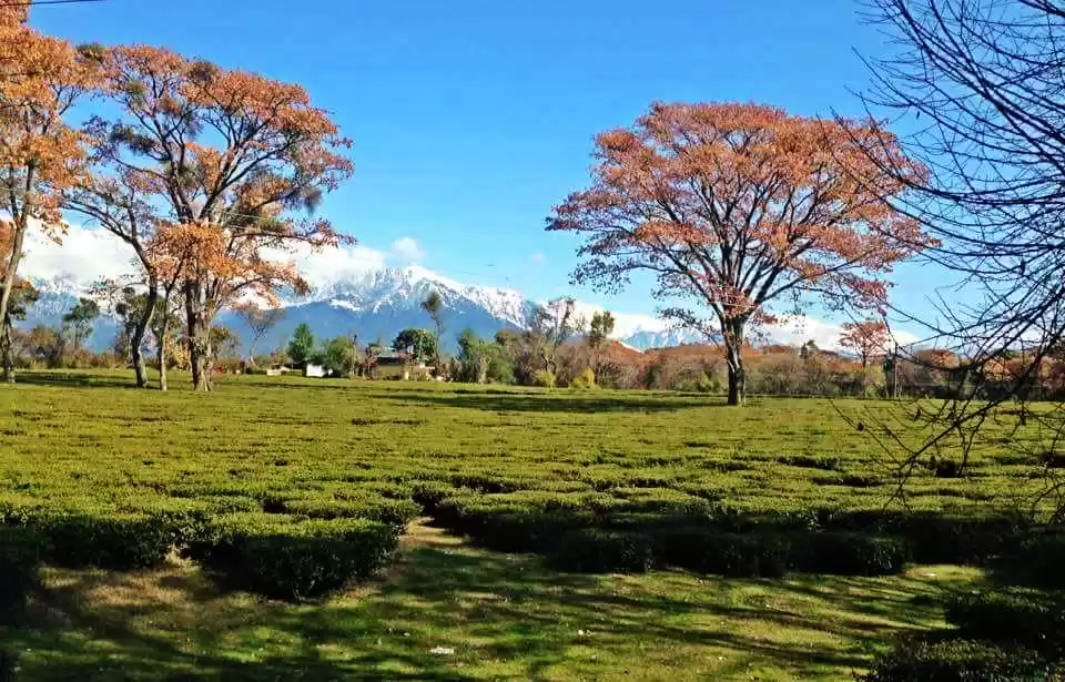Photo of Palampur: worth seei