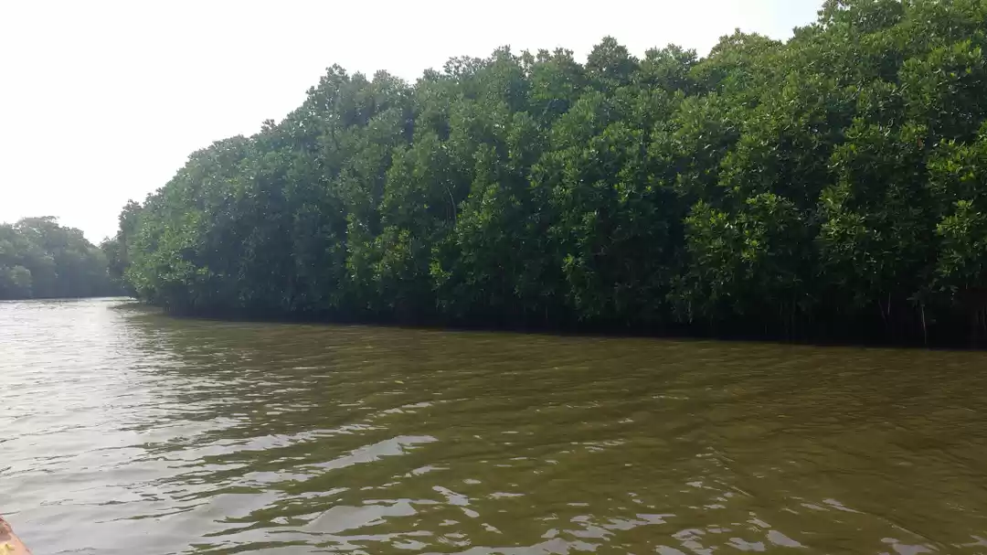 Image of Pichavaram Mangrove Forest-OD216016-Picxy