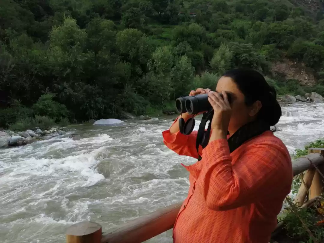 Photo of Bird watching Great