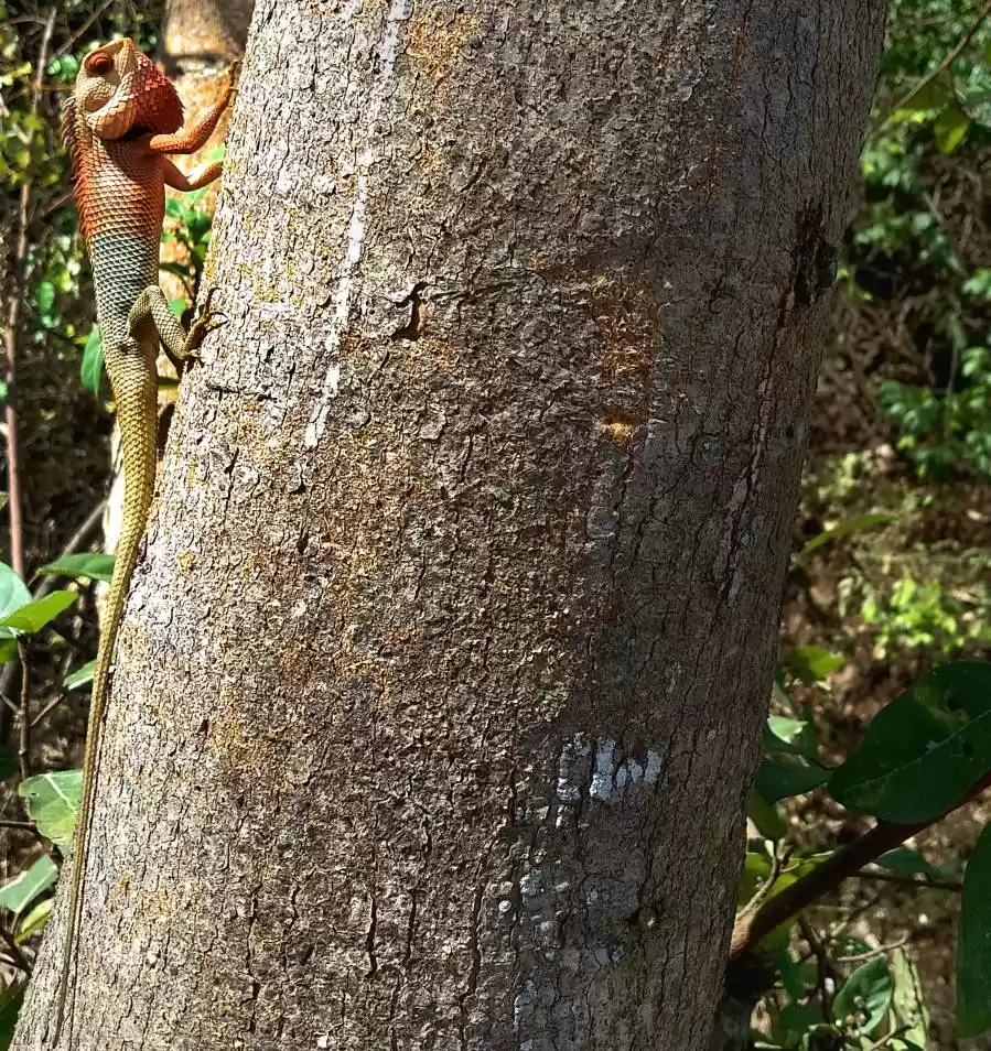 Photo of Kalavantin Durg - A