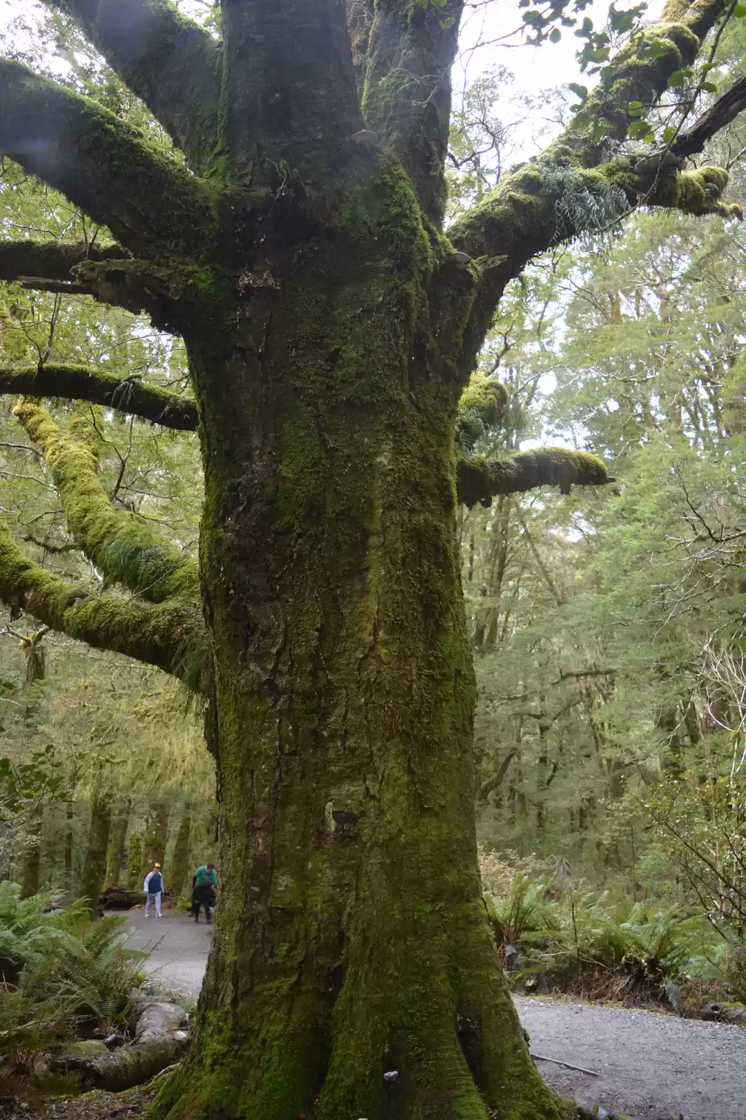 Photo of West Coast Roadtrip 