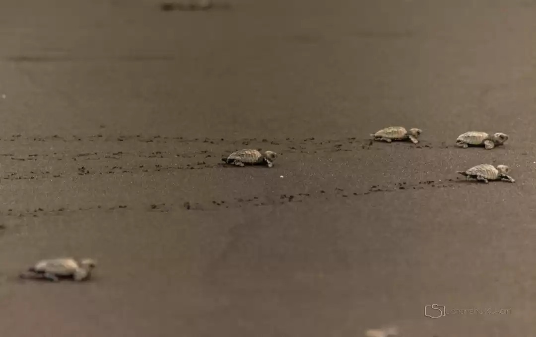 Photo of Velas turtle fest