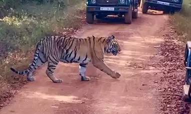 Photo of Tadoba…..Tiger trail