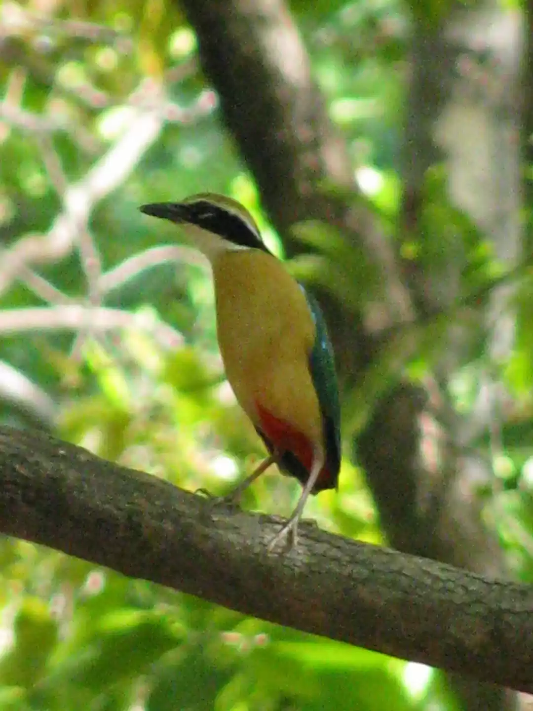 Photo of Bandhavgarh - Call o
