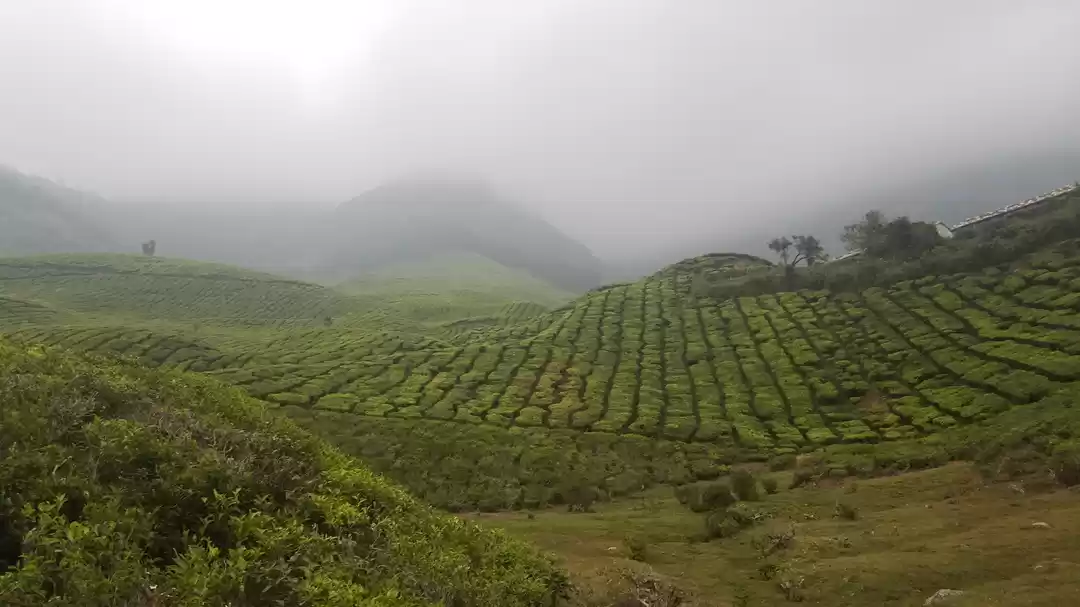 Photo of HML Tea Plantation