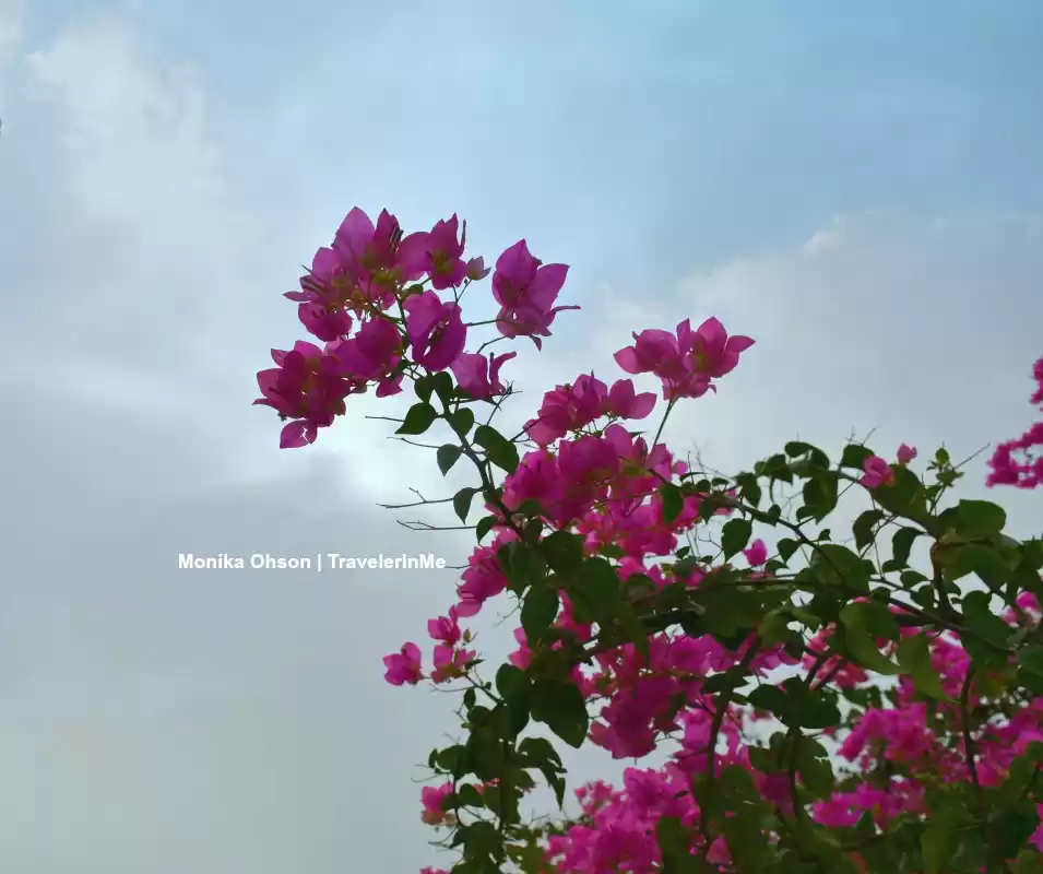 Photo of Aravalli Biodiversit