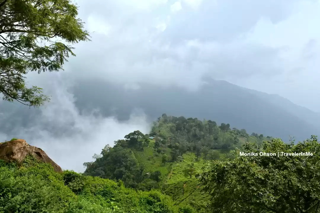 Photo of Amidst mist, tea gar