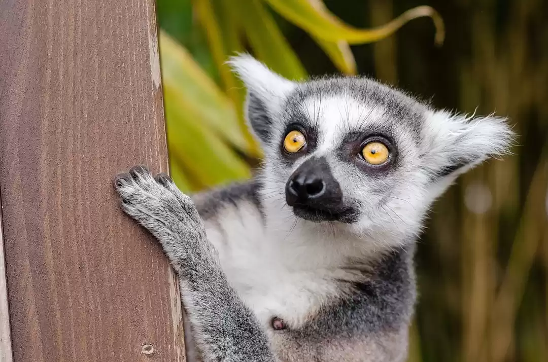 Photo of Madagascar Travel Gu