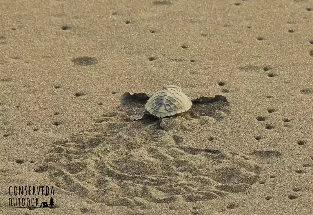 Photo of Velas Turtle Festiva