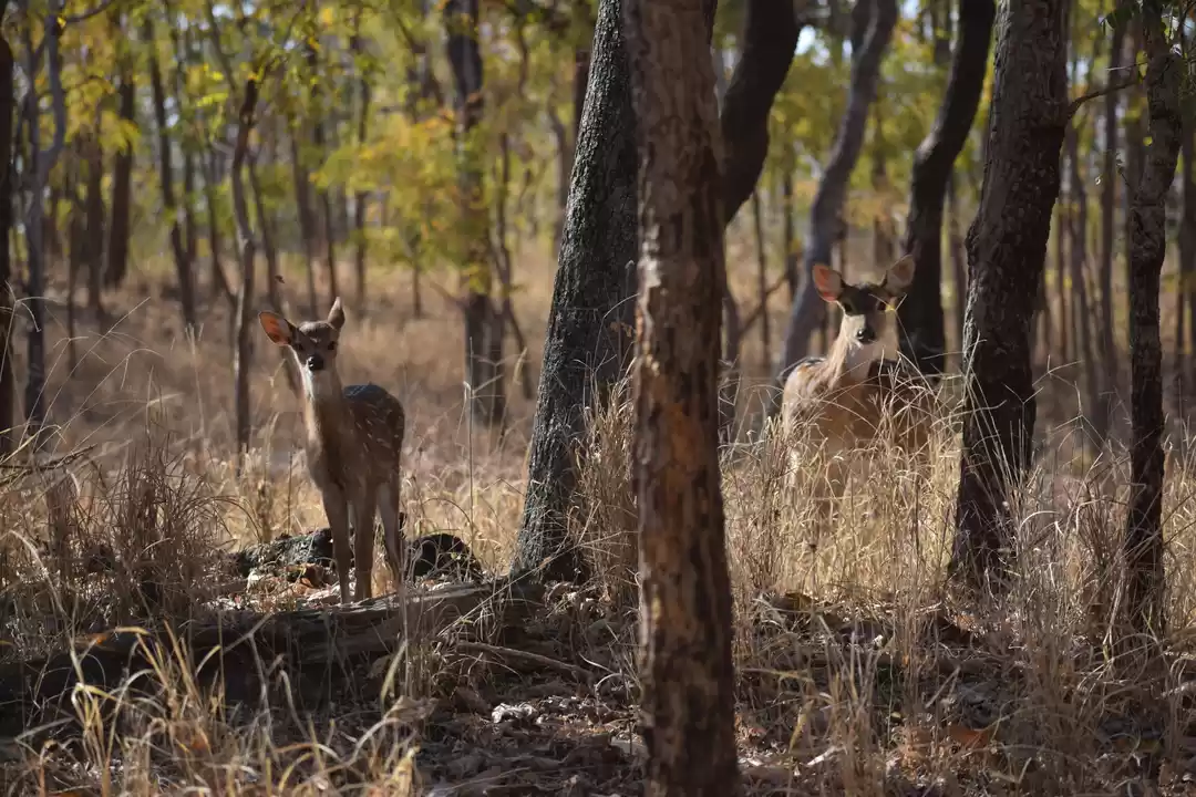 Photo of Pench National Park 
