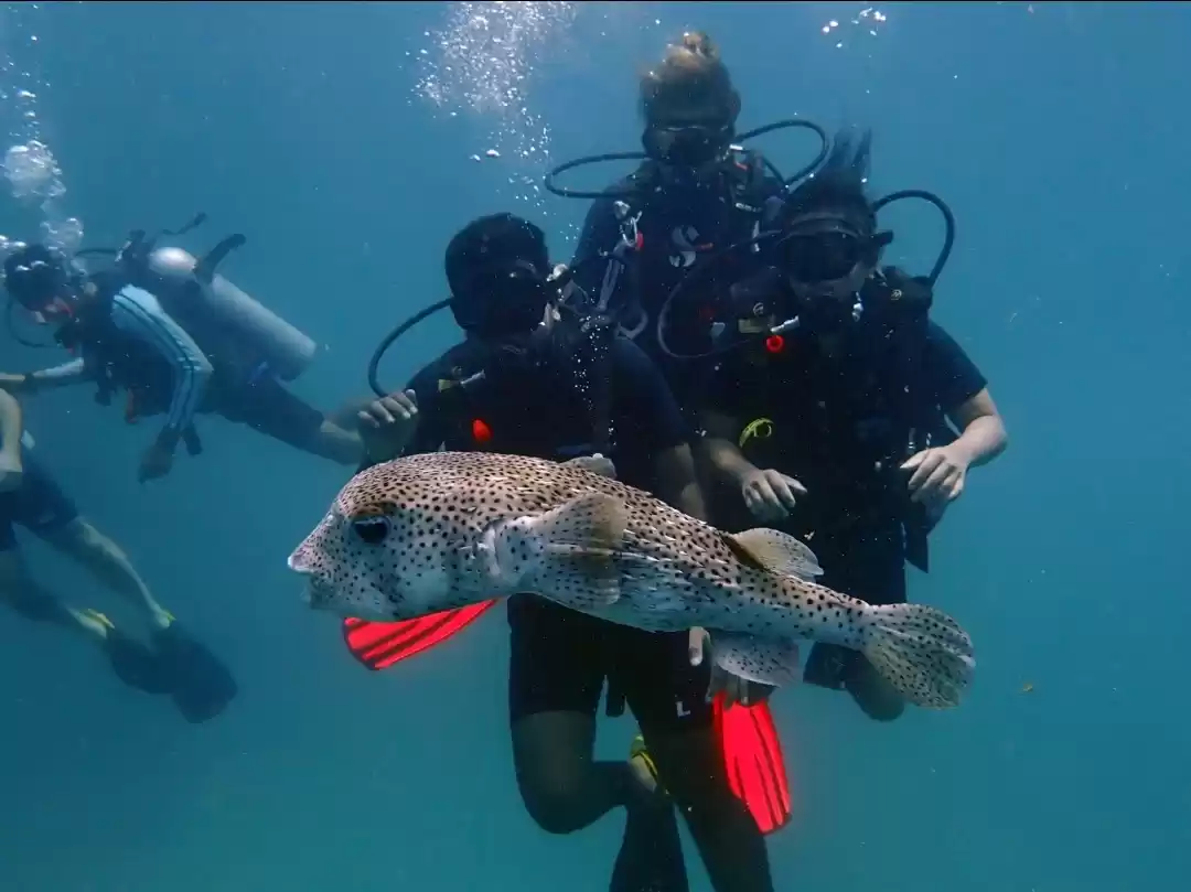 Photo of A Magnificent Underw