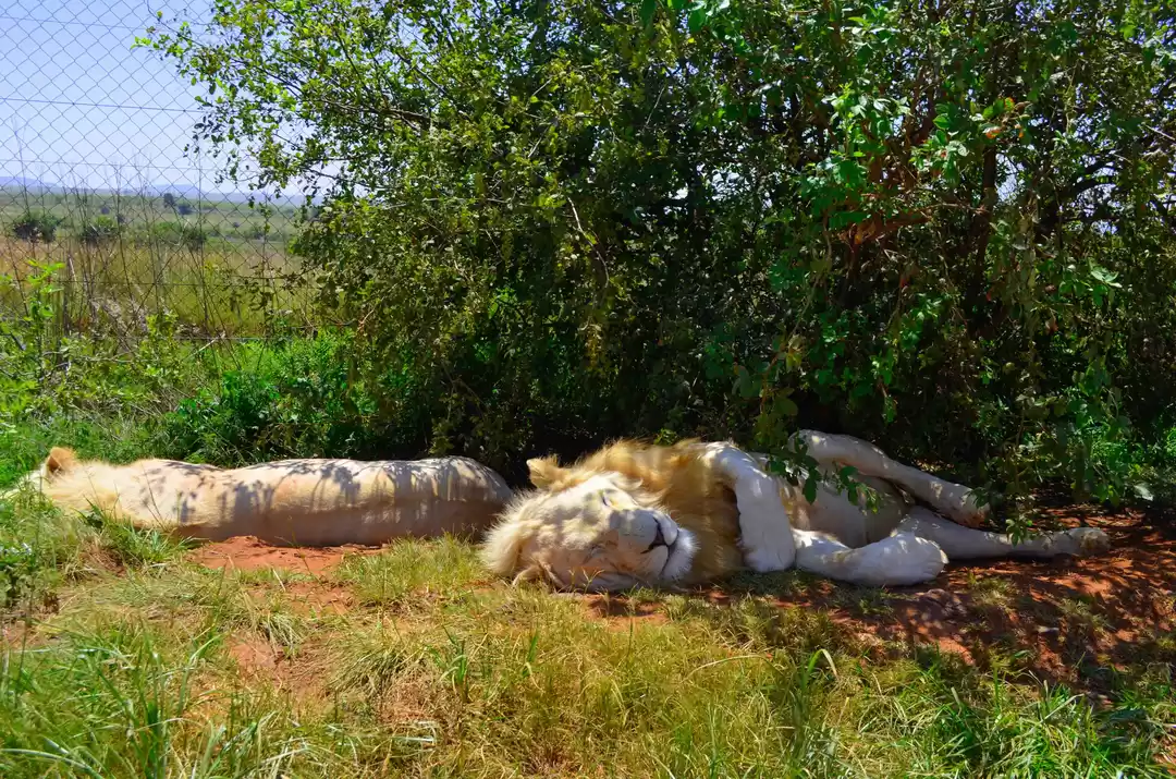 Photo of Wildlife In South Af