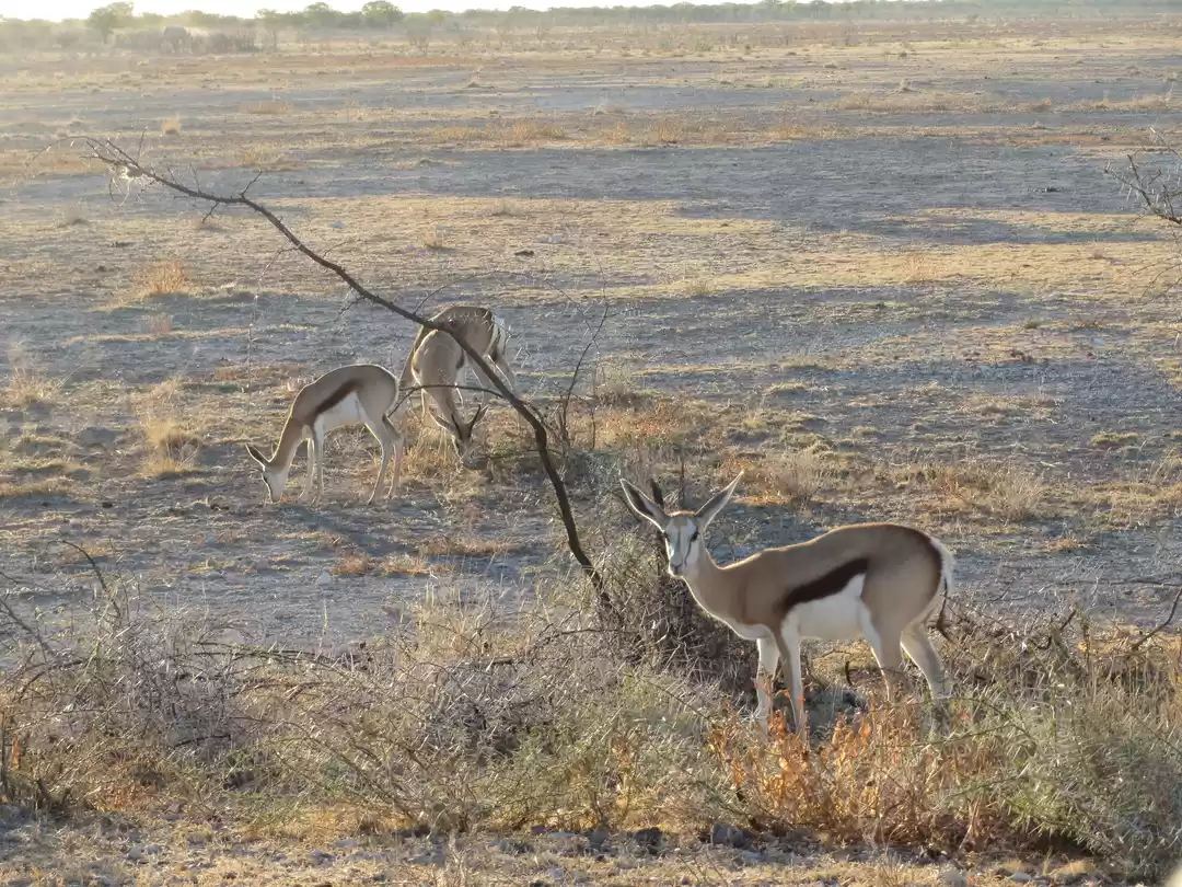 Photo of This Wildlife Advent