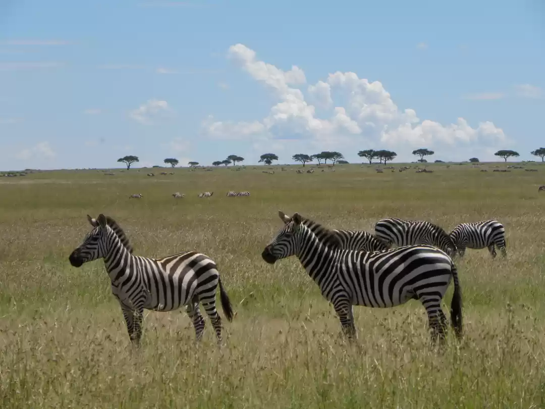 Photo of Seeing 2 Million Ani