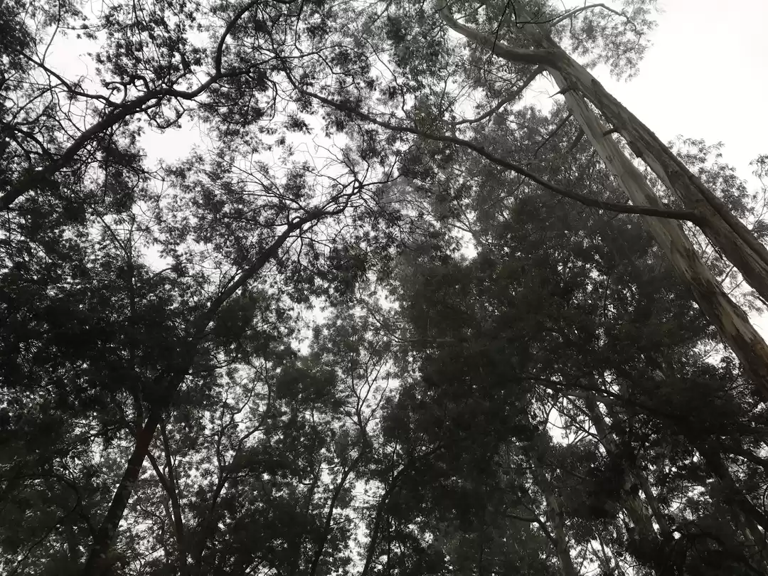 Photo of Through The Mists!!