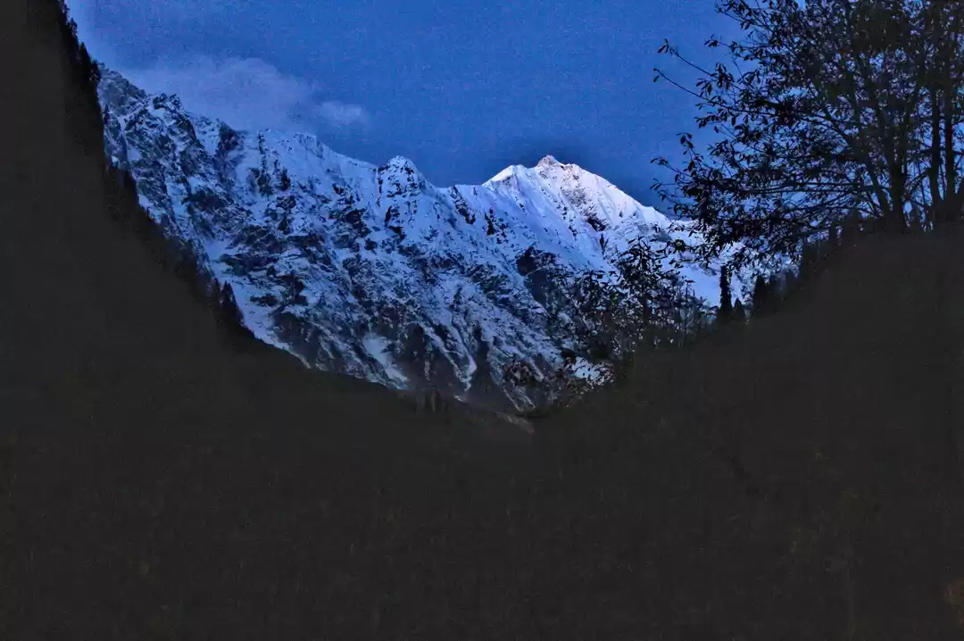 Photo of My Perfect Himalayan