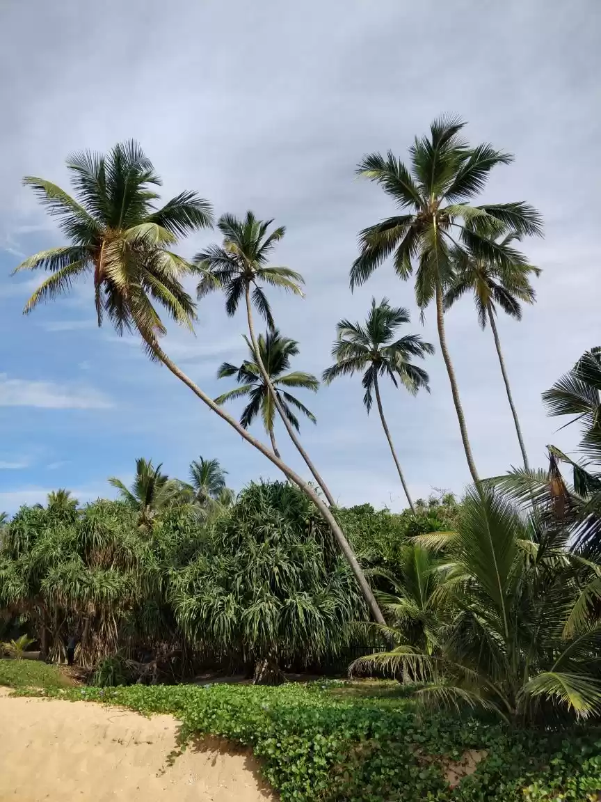 Photo of My week at an Ayurve