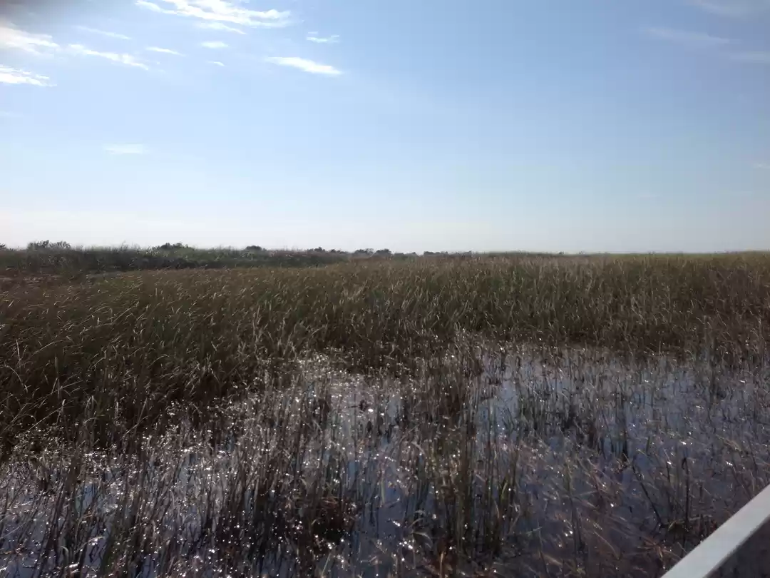 Photo of Everglades - Home fo